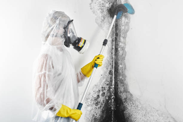Best Post-Construction Mold Inspection  in Waldron, AR
