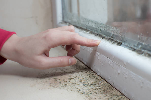 Best Comprehensive Air Testing for Mold Contaminants  in Waldron, AR